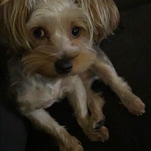 Meet your Posher, Simon